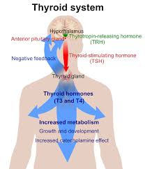 Thyroid Disease